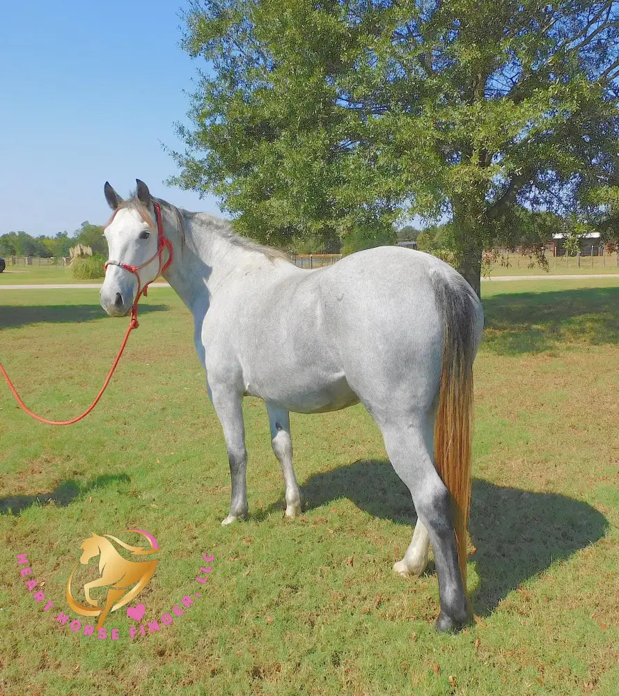 RESERVE PRICE NOT MET            Tundra - Percheron / QH Cross mare