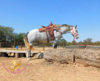 Tundra - Percheron / Qh Cross Mare Horse