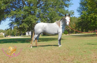 Tundra - Percheron / Qh Cross Mare Horse