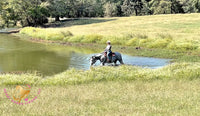 Tundra - Percheron / Qh Cross Mare Horse