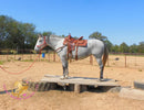 Tundra - Percheron / Qh Cross Mare Horse