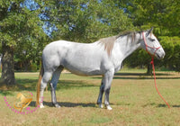 Tundra - Percheron / Qh Cross Mare Horse