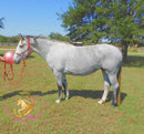 Tundra - Percheron / Qh Cross Mare Horse