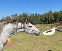 Tundra - Percheron / Qh Cross Mare Horse