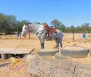 Tundra - Percheron / Qh Cross Mare Horse