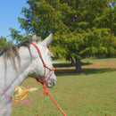 Tundra - Percheron / Qh Cross Mare Horse