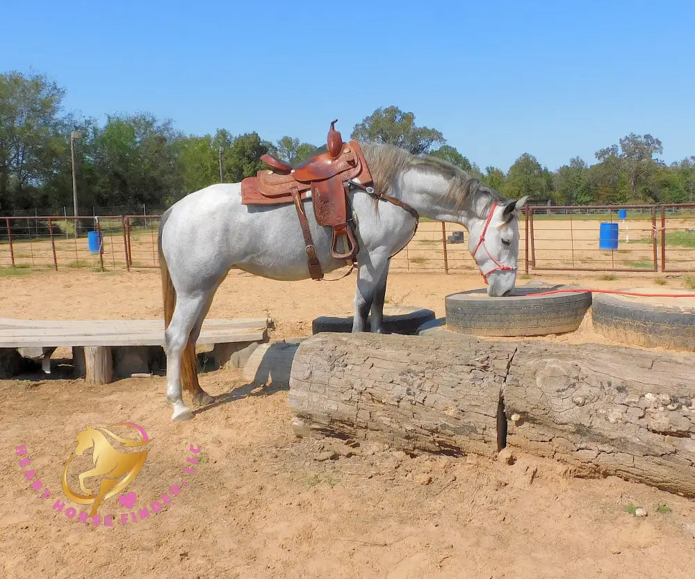 Tundra - Percheron / Qh Cross Mare Horse