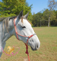 Tundra - Percheron / Qh Cross Mare Horse