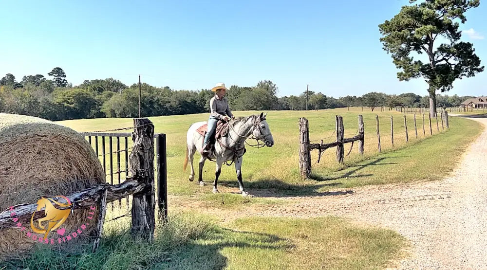 Tundra - Percheron / Qh Cross Mare Horse