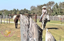 Tundra - Percheron / Qh Cross Mare Horse