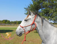 Tundra - Percheron / Qh Cross Mare Horse