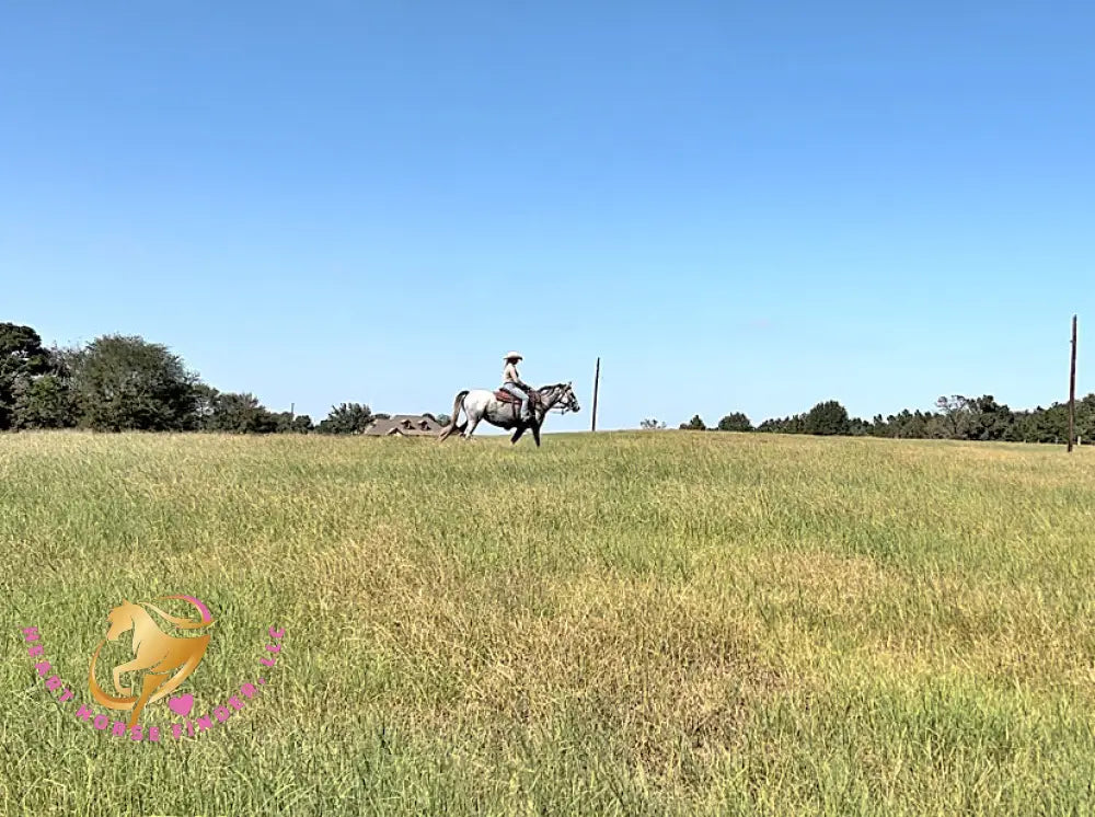 Tundra - Percheron / Qh Cross Mare Horse