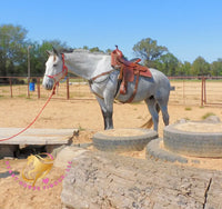 Tundra - Percheron / Qh Cross Mare Horse